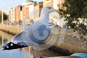 Bird on bridge over River Liffey - Dublin - Ireland holidays - Irish tours