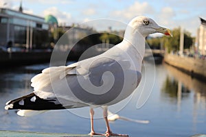 Bird on bridge over River Liffey - Dublin - Ireland holidays - Irish tours