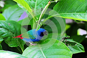 Bird, bright blue-faced parrotfinch