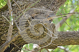 Bird bringing nesting material home