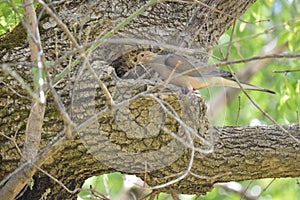 Bird bringing nesting material to their home