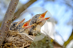 Bird brood in nest on blooming tree, baby birds, nesting with wide open orange beaks waiting for feeding