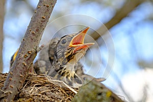 Bird brood in nest on blooming tree, baby birds, nesting with wide open orange beaks waiting for feeding