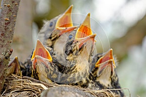 Bird brood in nest on blooming tree, baby birds, nesting with wide open orange beaks waiting for feeding