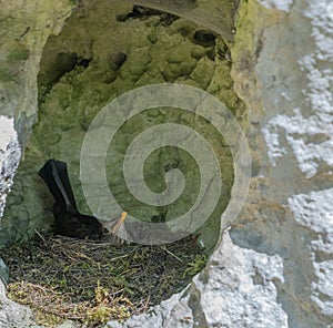 A bird brooding its young in a nest made and hidden in a rock crevice