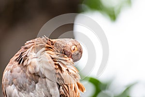 Bird, brown color dove clean their bodies and feathers