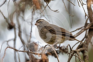 Bird brown-rumped seedeater, Africa. Ethiopia wildlife