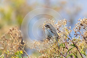 Bird brown-rumped seedeater, Africa. Ethiopia wildlife