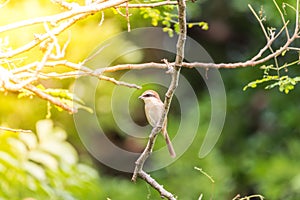 Bird (Brown shrike) on tree in a nature wild