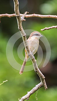 Bird (Brown shrike) on tree in a nature wild