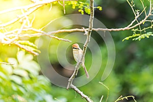 Bird (Brown shrike) on tree in a nature wild