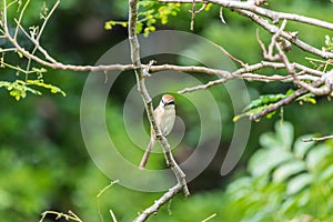 Bird (Brown shrike) on tree in a nature wild