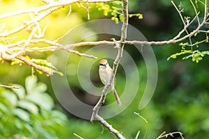 Bird (Brown shrike) on tree in a nature wild