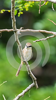 Bird (Brown shrike) on tree in a nature wild