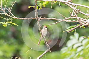 Bird (Brown shrike) on tree in a nature wild