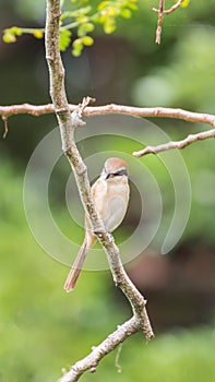 Bird (Brown shrike) on tree in a nature wild