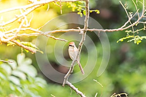 Bird (Brown shrike) on tree in a nature wild