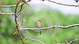 Bird Brown shrike on tree in a nature wild