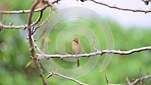 Bird Brown shrike on tree in a nature wild