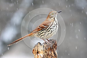 Bird - Brown Thrasher in Snow