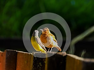 Bird buddies on a fence.