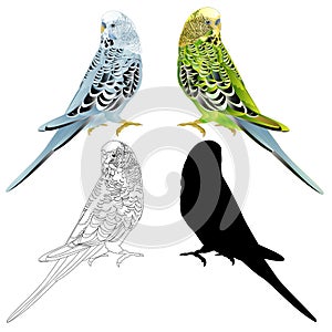 Bird Budgerigar parakeet green blue pet parakeet  or budgie or shell parakeet home pet natural and outline and  silhouette