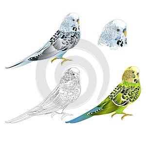 Bird Budgerigar parakeet green blue pet parakeet  or budgie or shell parakeet home pet natural and outline on a white background