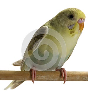 Bird - Budgie