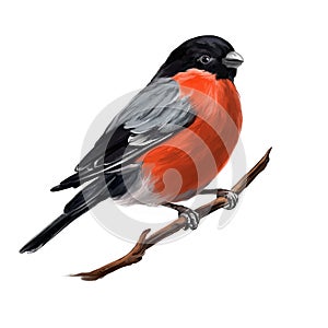 Bird bullfinch on a branch, art illustration painted with watercolors isolated on white background