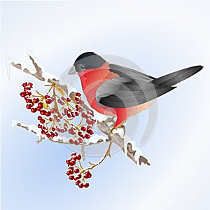 Bird bullfinch small songbirdon on on snowy tree and berry winter background vintage vector illustration editable