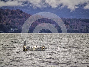 Bird on a buoy