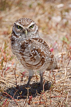 Bird - Burrowing Owl