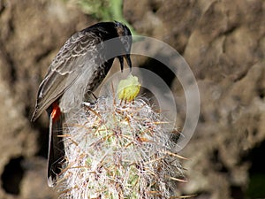 Bird cactus photo