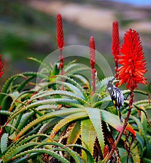 Bird & Cactus Flower