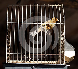 Bird in a cage