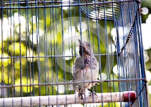 Bird in the cage