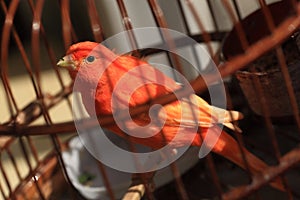 Bird in cage