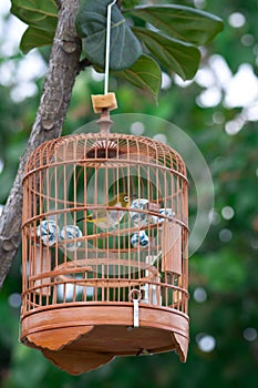 Bird in Cage