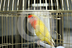 Bird in a cage