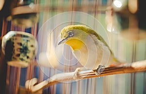 Bird In The Cage
