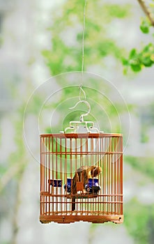 Bird in cage