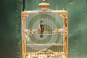 Bird in the cage