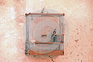 Bird in the cage