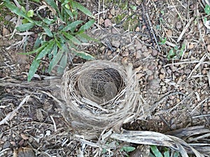 Bird nest