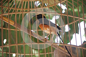 Bird in the cage