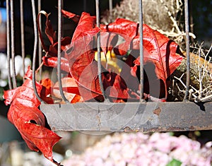 Bird cage made of metal with rust and deep red leaves,