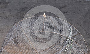 Bird on a cage San Jaun Canary Islands Tenerife Spain photo