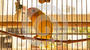 bird in a cage photo