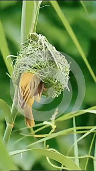 bird cage wild life tree branch