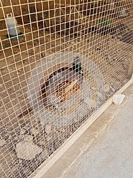 Bird in cage wildlife photography